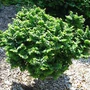 Kép 2/3 - Ulmus elegantissima 'Jacqueline Hillier' / Törpe szilfa