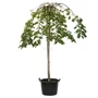 Kép 1/3 - Ulmus pendula 'Mauro' / Kis levelű csüngő szilfa