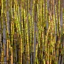 Kép 2/2 - Equisetum fluviatile / Iszapzsurló