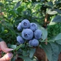 Kép 2/2 - Vaccinium corymbosum 'Bonus' / Óriás termésű kék áfonya