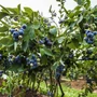 Kép 2/2 - Vaccinium corymbosum 'Chandler' / Kék áfonya bokor
