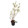 Kép 1/2 - Vaccinium corymbosum 'Chandler' / Kék áfonya bokor
