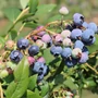 Kép 2/2 - Vaccinium corymbosum 'Legacy' / Kék áfonya