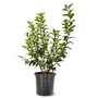 Kép 1/2 - Vaccinium corymbosum 'Legacy' / Kék áfonya