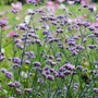 Kép 2/2 - Verbena bonariensis / Ernyős verbéna