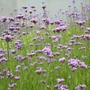 Kép 2/2 - Verbena bonariensis 'Bonnie Blue' / Ernyős verbéna
