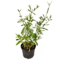 Kép 1/2 - Verbena bonariensis / Ernyős verbéna
