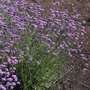 Kép 2/2 - Verbena bonariensis 'Vanity' / Ernyős verbéna