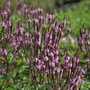 Kép 2/2 - Verbena hastata 'Pink Spires' / Lándzsalevelű verbéna