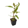 Kép 1/2 - Verbena hastata 'Rosea' / Lándzsalevelű verbéna