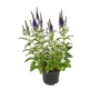Kép 1/2 - Veronica spicata 'Anniversary Blue' / Kék virágszínű macskafarkú veronika
