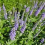 Kép 2/2 - Veronica spicata 'Candela Blue' / Liláskék virágszínű macskafarkú veronika