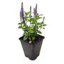 Kép 1/2 - Veronica spicata 'Candela Blue' / Liláskék virágszínű macskafarkú veronika