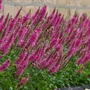 Kép 2/2 - Veronica spicata 'Candela Hot Pink' / Rózsaszín virágszínű macskafarkú veronika