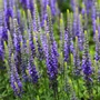 Kép 2/2 - Veronica spicata 'Nana Blauteppich' / Liláskék virágszínű macskafarkú veronika