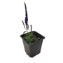 Kép 1/2 - Veronica spicata 'Nana Blauteppich' / Liláskék virágszínű macskafarkú veronika