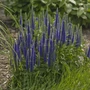 Kép 2/2 - Veronica spicata 'Royal Candles' / Kék virágszínű macskafarkú veronika