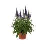 Kép 1/2 - Veronica spicata 'Royal Candles' / Kék virágszínű macskafarkú veronika
