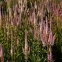 Kép 2/3 - Veronicastrum virginicum 'Pink Glow' / Virginiai veronika