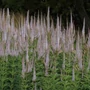 Kép 3/3 - Veronicastrum virginicum 'Pink Glow' / Virginiai veronika