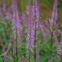 Kép 2/2 - Veronicastrum virginicum 'Adoration' / Virginiai veronika