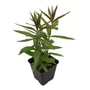 Kép 1/2 - Veronicastrum virginicum 'Album' / Fehér virágú virginiai veronika