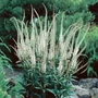 Kép 2/2 - Veronicastrum virginicum 'Album' / Fehér virágú virginiai veronika