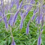 Kép 2/2 - Veronicastrum virginicum 'Apollo' / Virginiai veronika