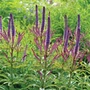 Kép 2/2 - Veronicastrum virginicum 'Red Arrows' / Virginiai veronika