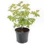 Kép 1/3 - Viburnum opulus 'Roseum' / Labdarózsa