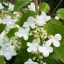 Kép 3/3 - Viburnum plicatum 'Kilimanjaro' / Fehér - rózsaszín virágú redőslevelű bangita