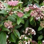 Kép 2/2 - Viburnum tinus 'Eve Price' / Téli bangita