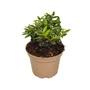 Kép 1/2 - Viburnum tinus 'Eve Price' / Téli bangita