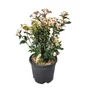Kép 1/2 - Viburnum tinus 'Eve Price' / Téli bangita