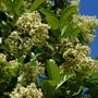 Kép 2/2 - Viburnum tinus 'Lucidium' / Örökzöld bangita