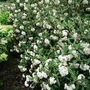 Kép 2/2 - Viburnum x pragense / Prágai bangita