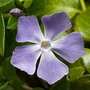 Kép 2/2 - Vinca major / Nagy meténg