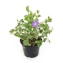 Kép 1/3 - Vinca major 'Variegata' / Télizöld, nagy meténg