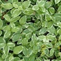 Kép 2/3 - Vinca minor 'Variegata' / Kis meténg