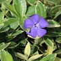 Kép 3/3 - Vinca minor 'Variegata' / Kis meténg