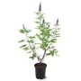 Kép 1/3 - Vitex agnus-castus / Illatos barátcserje