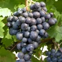 Kép 1/2 - Vitis x 'Hamburgi muskotály' / 'Hamburgi muskotály' csemegeszőlő oltvány (szabadgyökeres)