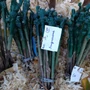 Kép 2/2 - Vitis x 'Sugraone' / 'Sugraone' csemegeszőlő oltvány (szabadgyökeres)