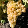 Kép 2/2 - Vitis x 'Sugraone' / 'Sugraone' konténeres csemegeszőlő oltvány