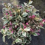 Kép 2/2 - Weigela florida 'All Summer Monet' / Törpe tarka levelű rózsalonc