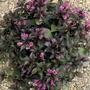 Kép 2/2 - Weigela florida 'Minor Black' / Bordó levelű törpe rózsalonc