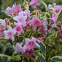 Kép 2/2 - Weigela florida 'Nana Variegata' / Törpe tarka levelű rózsalonc