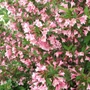 Kép 2/2 - Weigela florida 'Rosea' / Rózsalonc