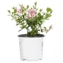 Kép 1/2 - Weigela florida 'Rosea' / Rózsalonc