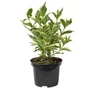 Kép 1/2 - Weigela florida 'Nana Variegata' / Törpe tarka levelű rózsalonc